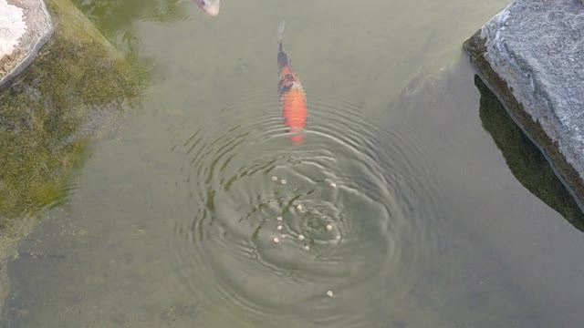 Hangin' with my Koi