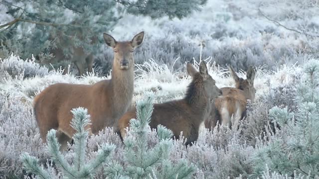 new deer family