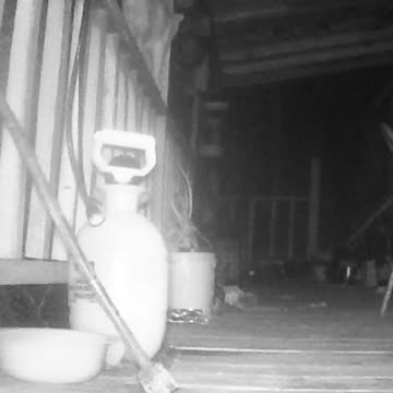 EA S33 - Stray Cat Zoomies