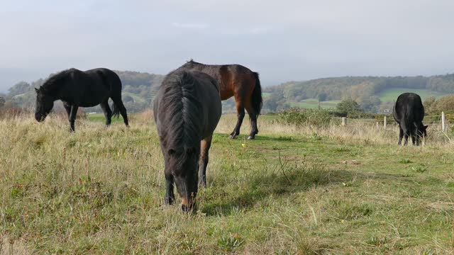 'Hungry Hungry Hippos' but with real horses eating grass