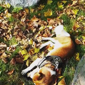funny dog video try not to laugh Jack Russel mix the funniest dogs