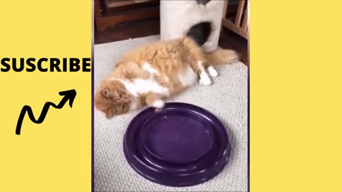 Funny animal videos- try not to laugh