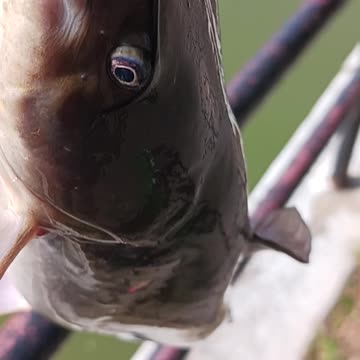 Catfish kissena park