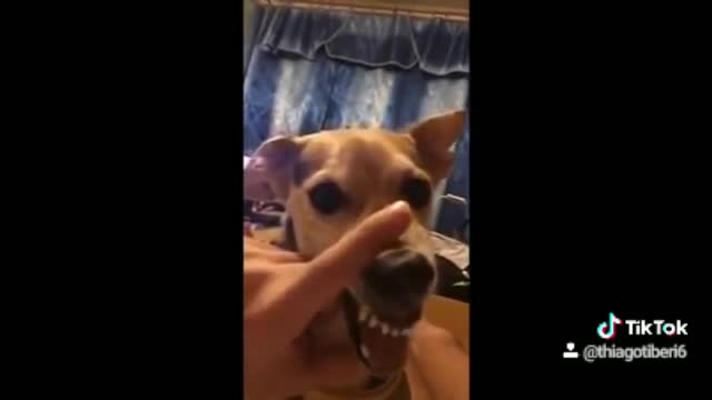 Funny dog talking