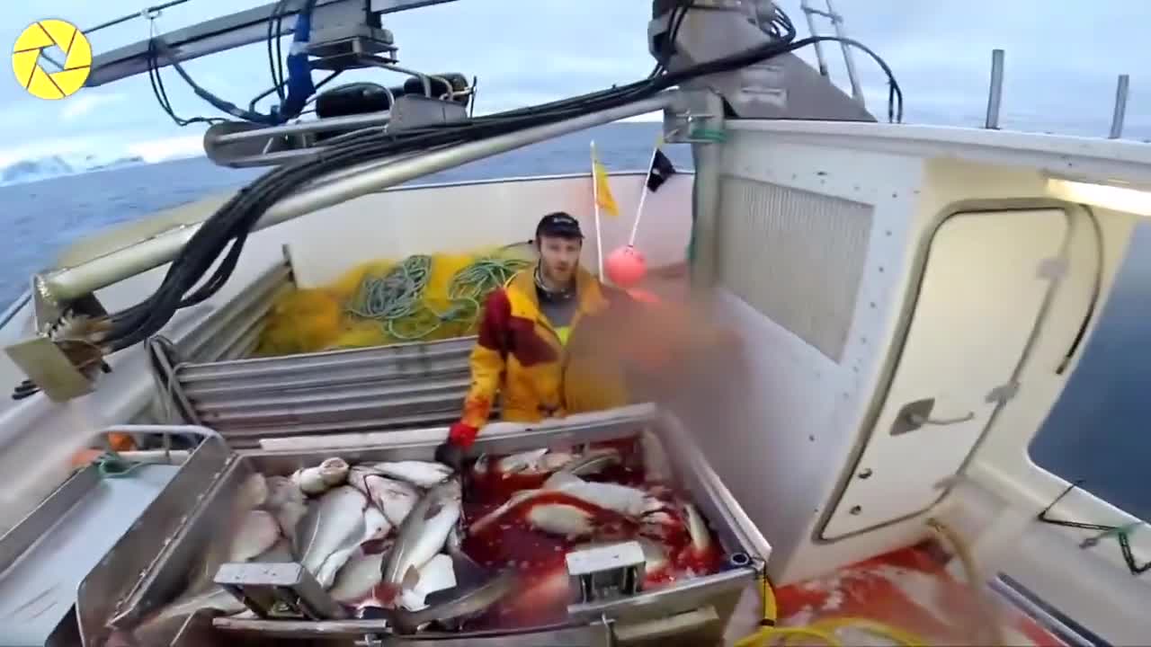 Big Catch in The Sea