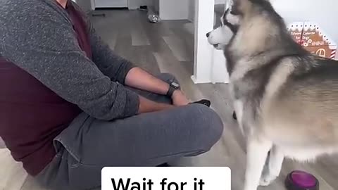 Sapphie the pomsky reacts to dad sneezing
