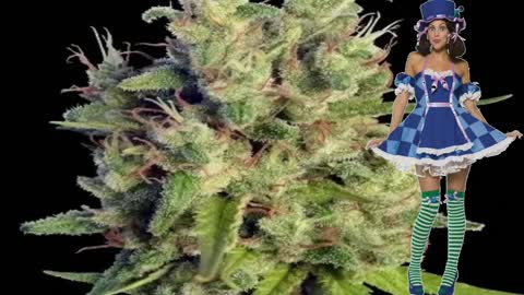 Super Malawi Haze – Ace Seeds