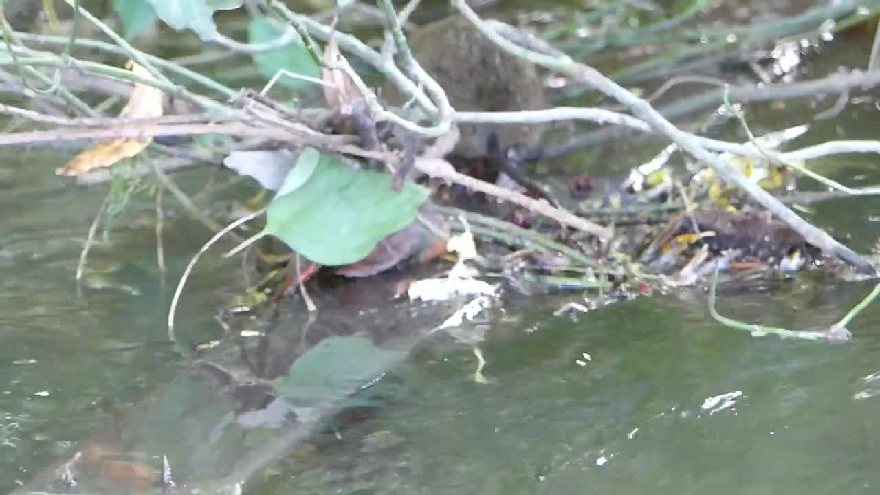 A Water Vole Feasting on Hawthorn Berries!