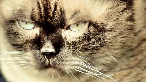 cute cats videos viral #C_04 | Cute cat videos | cute cats | Funny cats | omg funny cat videos