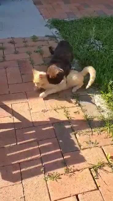 This Two cats is contender of Ultimate Biting championship