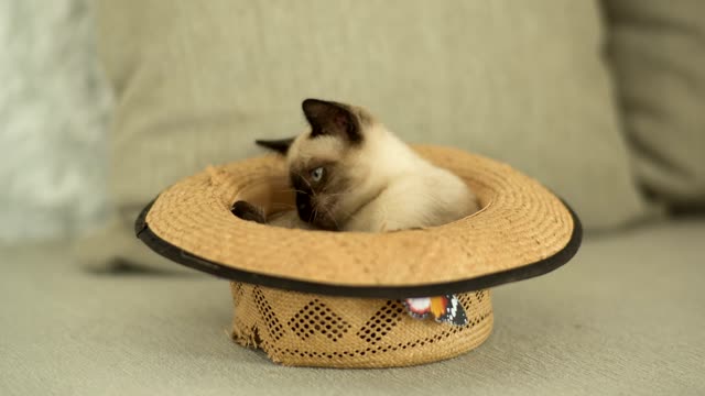 Siamese cat inside a hat sofa