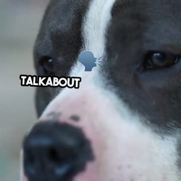 Quirky Pup Masters Surfing Tricks 🏄_♂️🐶