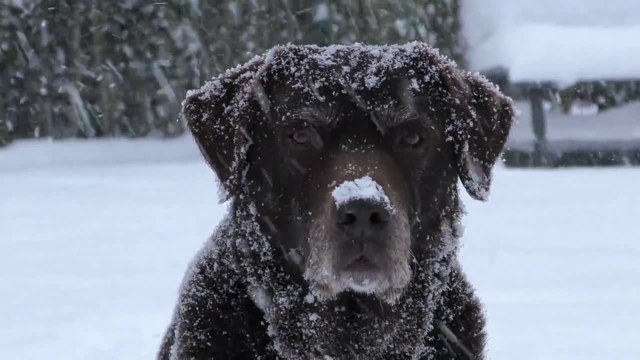 Cute Dogs Reaction🧡 videos