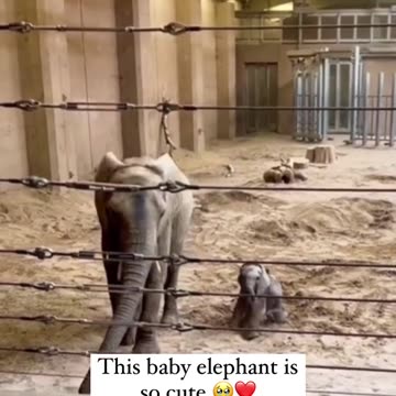 Cute baby Elephant animals Videos Compilation cute moment of the animals - Cutest Animals On Earth