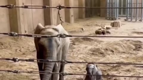 Cute baby Elephant animals Videos Compilation cute moment of the animals - Cutest Animals On Earth