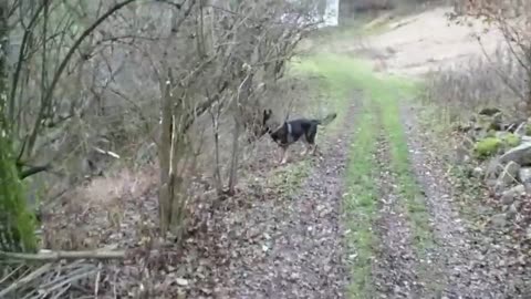 Un chien attaque des cochons