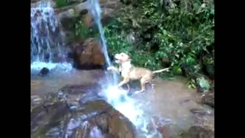 Pitbull dog like boss at the waterfall Wee