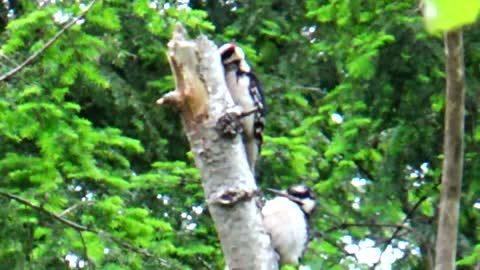 Woodpeckers