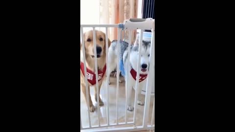 Cute pets😍 and clever dogs😎| funny video compilation
