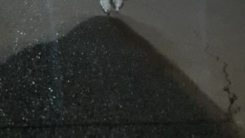 Cute Maltese puppy Walking to Mommy