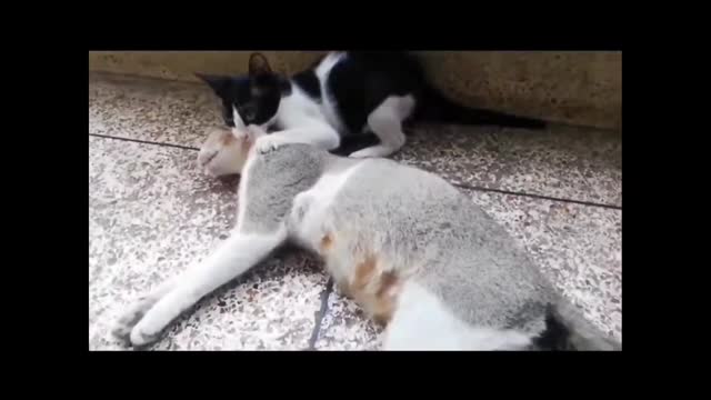 The mother cat dead and his children are trying to weakup...ðŸ˜