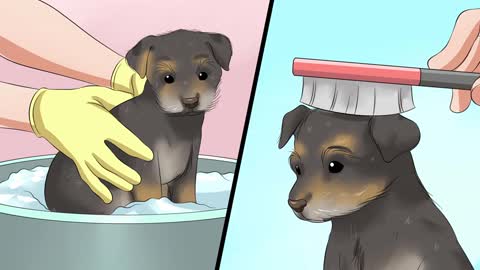 How to take care of a Chorkie Puppy!