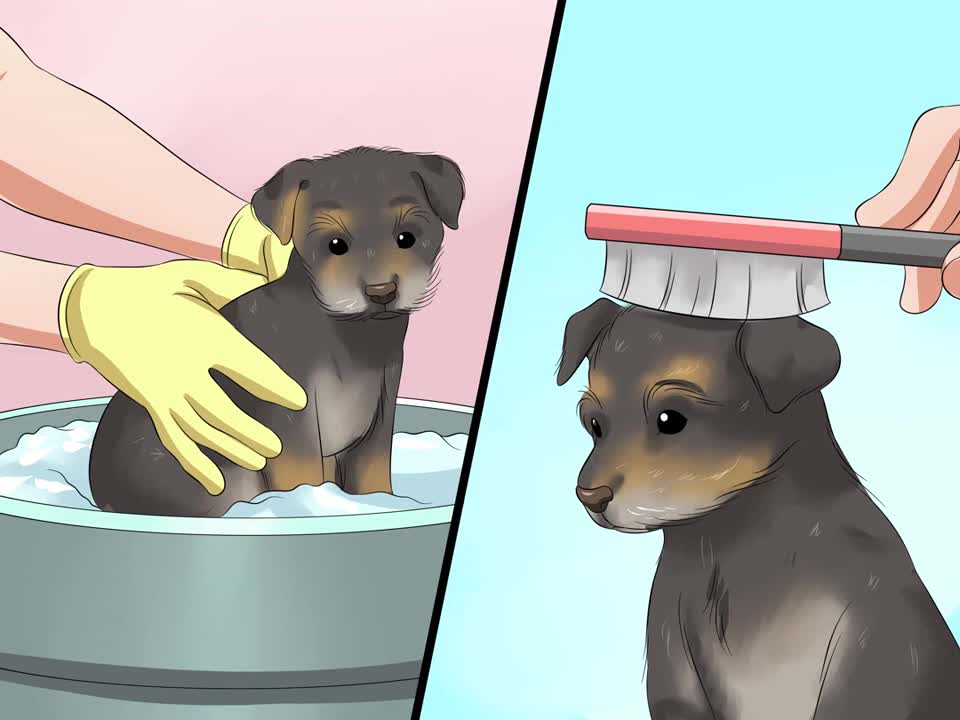How to take care of a Chorkie Puppy!