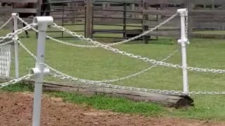 Horse lost his friend from the pasture.