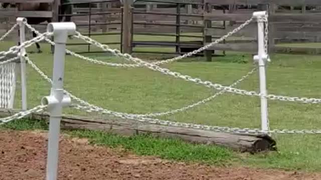 Horse lost his friend from the pasture.