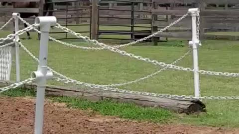 Horse lost his friend from the pasture.