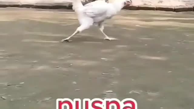 Puspa