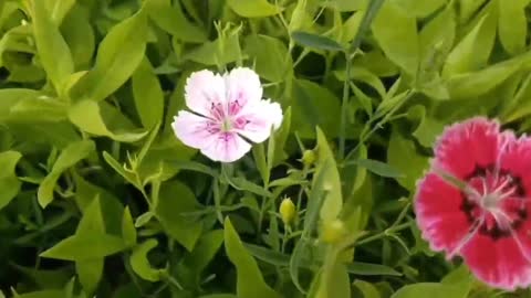 Red and white petals show different colors