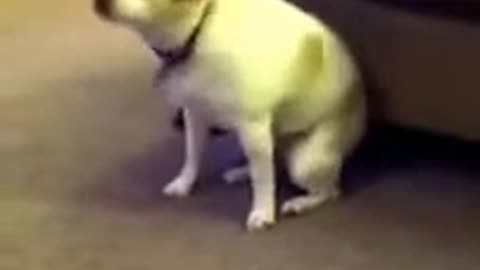 Cute Dog dancing like a pro (2021)