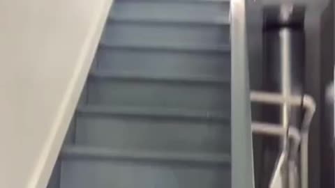 Dancing dog on stairs