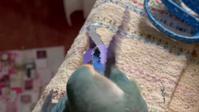 Lovebird make her tail at own with paper