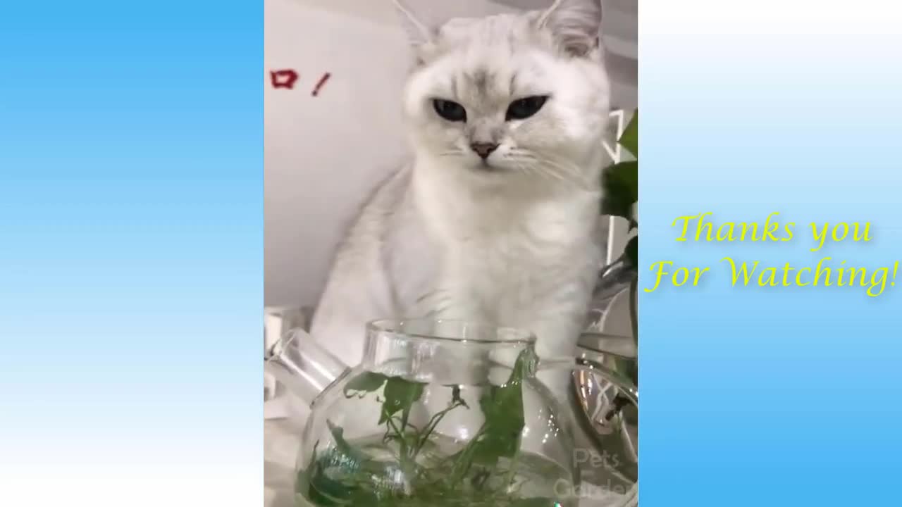 New 2021 Cute Pets And Funny Animals Compilation #1 - Pets Garden 2.0