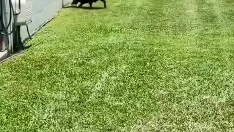 Puppy's Amazing Game, Puppy Playing