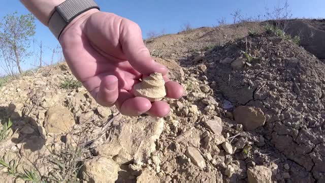 Jacksboro Fossil Hunting