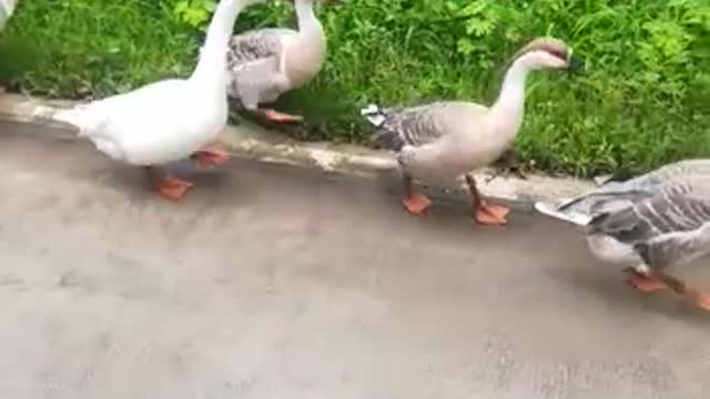 Swans Family eating near the road side