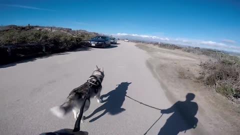 Loose Dog Approaches HUSKY on run - GONE WRONG