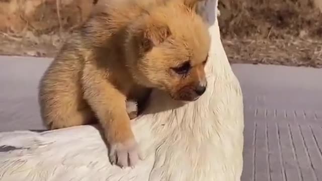 cute little dog and duck together