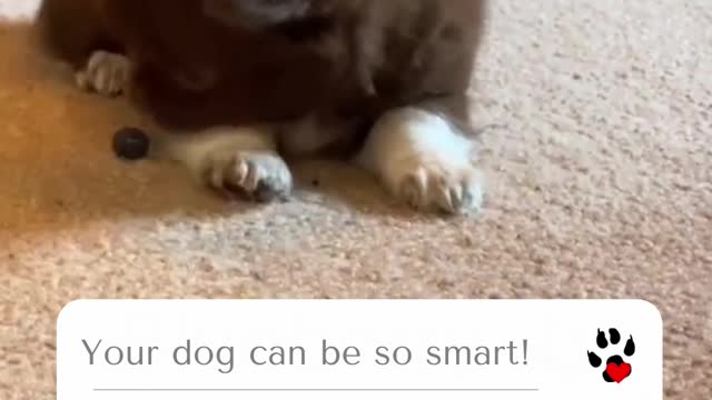 When the puppy is in a good mood | funny cute dogs