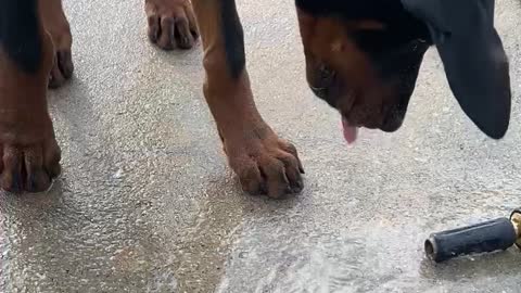 Brandon The Doberman Pinscher Discovers The Hose