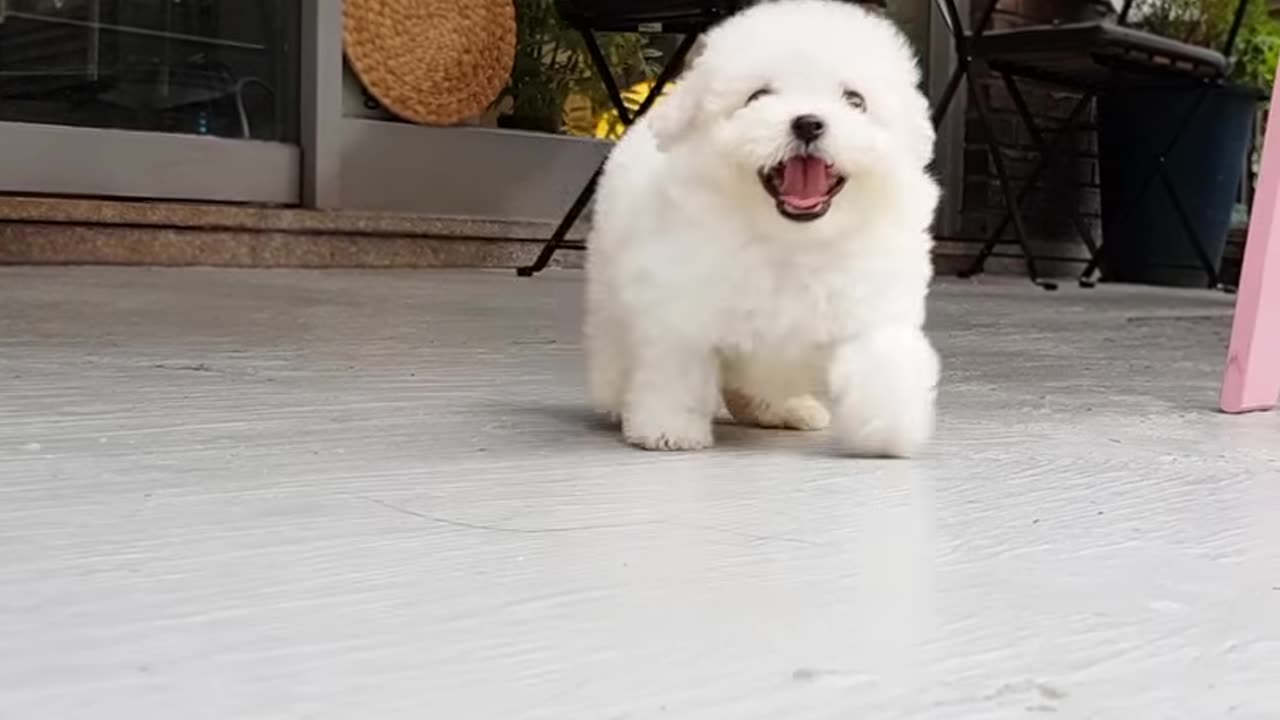 Bichon_frise_baby_is_so_cute!