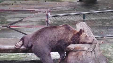 Brown bear