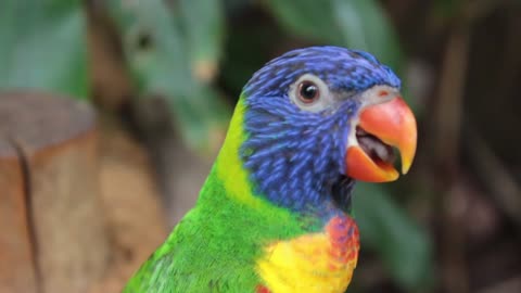 The consistency of the parrot's colors