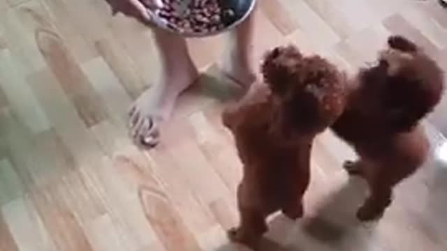 little cute poodle want some food.