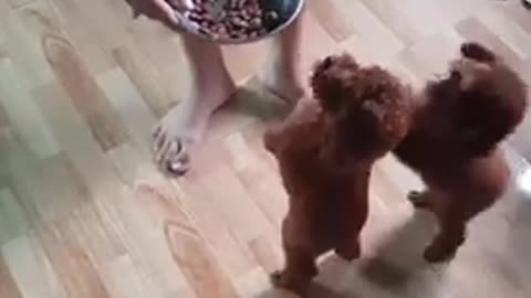 little cute poodle want some food.