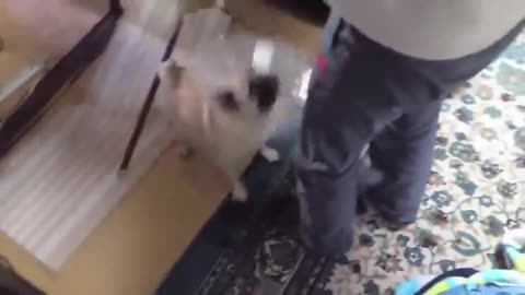 TOP 10 dog barking videos compilation!