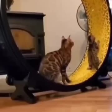 So Cute Cat Funny Video